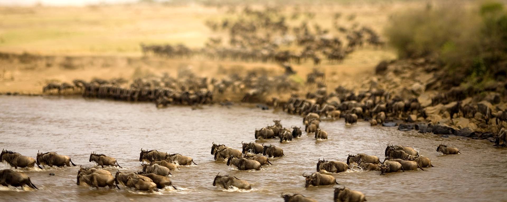 4Days/3Nights Lake Bogoria/Lake Naivasha /Mara